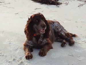 Meet your Posher, Holly